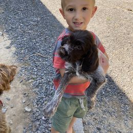 Wirehaired Pointing Griffon Puppies from Anyan Lodge Pups