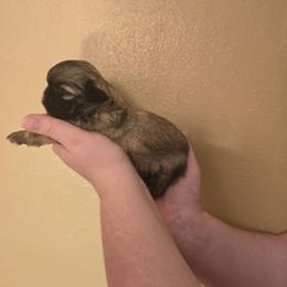 Girl 2 - Gold female Shih Tzu puppy in Norris City, Illinois from Dainty and Darling Shih Tzu