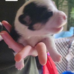 Girl 6 - Black and tan female Pembroke Welsh Corgi puppy in Grand Blanc, Michigan from Dellinger's Corgi's