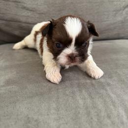 Teddy - Black gold and white male Shih Tzu puppy in Bullhead City, Arizona from Arizona Shih Tzu Land