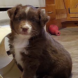 Caramel Mochiato - Red tri male Miniature Australian Shepherd puppy in Findlay, Ohio from RStar Aussies