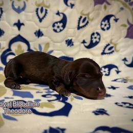 Theodore - Wild boar male Dachshund puppy in Wooldridge, Missouri from Royal Bloodline Canines
