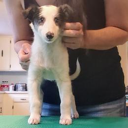 Silken Windhound Puppies from Daybreak Silken Windhounds