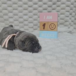 Light pink - Gray female Cane Corso puppy in Fritch, Texas from Carrie Brown's Cane Corsos