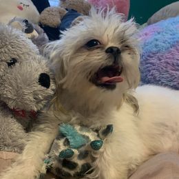 Liza - Shih Tzu