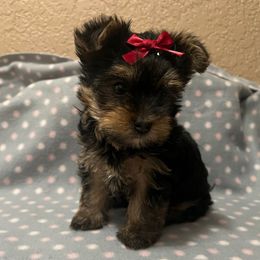 Girl 2 - Black and gold female Yorkshire Terrier puppy in Pomona, California from Cristian's Yorkshire Terriers