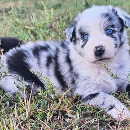 Female 1 - Blue merle female Australian Shepherd puppy in Sioux Falls, Sd Area, South Dakota from Diamond Aussies N the Rough