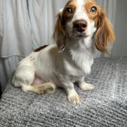 Coco - Dachshund