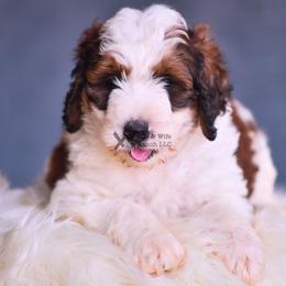 Red - Sable female Bernedoodle puppy in Macomb, Oklahoma from Fife and Wife Ranch LLC