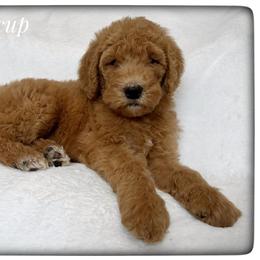 Buttercup - Caramel red female Labradoodle puppy in Mission, Texas from Sharyland Pets