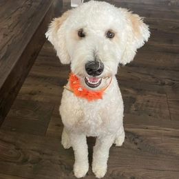 Bindi - Assorted Doodle Crosses