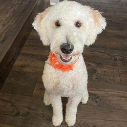 Bindi - Assorted Doodle Crosses