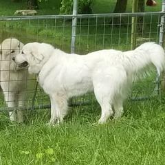 Ruth - Great Pyrenees