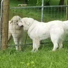 Ruth - Great Pyrenees