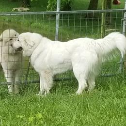 Ruth - Great Pyrenees