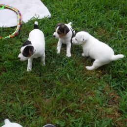 Jack Russell Terrier Puppies from Hillside Jack Russell Terriers