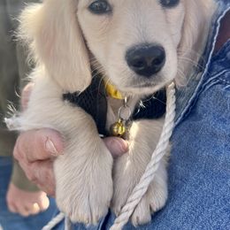 Dachshund Puppies from Loveland Doxies