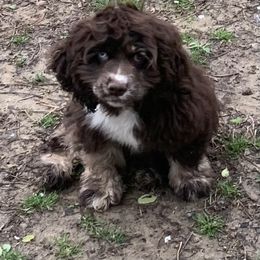 Catahoula Leopard Dog and Cocker Spaniel Puppies from Rich Cat’s