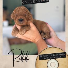 Riff - Dallas,Tx - 4,000 - Red  male Goldendoodle puppy in Garland, Texas from Twilight Doodles