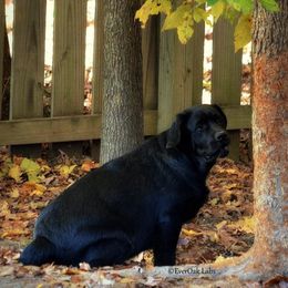 Labrador Retriever All Grown Up from EverOak Labradors