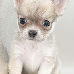 Silver - Blue fawn male Chihuahua puppy in Westport, New York from Chantilly chihuahuas