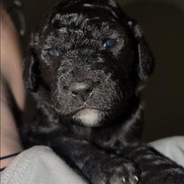 Bellatrix - Black female Sheepadoodle puppy in Austin, Texas from Darling Doodles