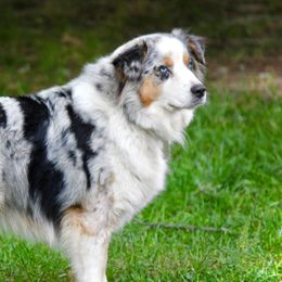 Aussiedoodle and Australian Shepherd All Grown Up from Woodland Aussies & Doodles