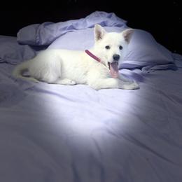 Bliss - White female German Shepherd puppy in Yuba City, California from Barton’s German Shepherds