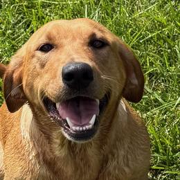 Honey - Labrador Retriever