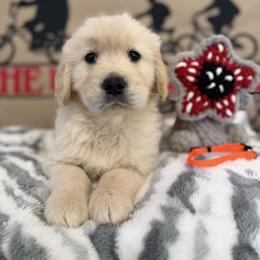 Golden Retriever Puppies from Glimmer Goldens