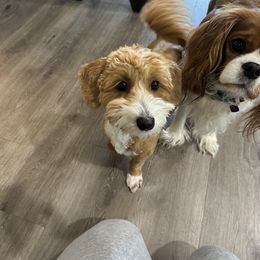 Havapoo All Grown Up from Havapoo Kennels