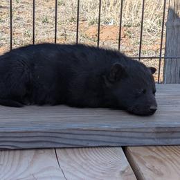Yellow - Black male German Shepherd puppy in Luna, New Mexico from Von De León German Shepherds