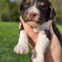 Snickers ( Choco Tri) - Brown white and tan male Cockapoo puppy in Dayton, Ohio from BATDOGSNDOODLES