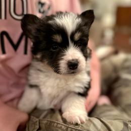 Gray Collar Boy River - Black and tan male Pembroke Welsh Corgi puppy in Paris, Kentucky from Flat Run Corgis