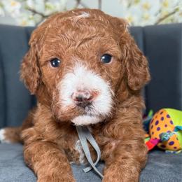 Fire fly - Red  male Goldendoodle puppy in Yuciapa, California from AlltheDoodlez_