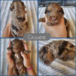 Gruyere - Merle male Cockapoo puppy in Zanesville, Ohio from Southtown Doodles LLC