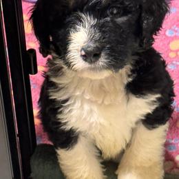 Baby Yoda - Tri-color male Bernedoodle puppy in Springfield, Missouri from Doodle Dandy Bernedoodles