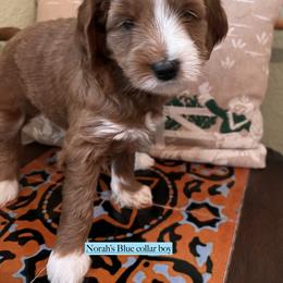 Blue collar boy - Apricot male Goldendoodle puppy in Fairfield, California from Twin Sisters Doodles