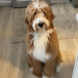 Mabel - Bernedoodle