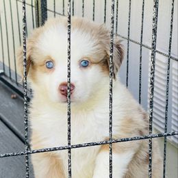 Destiny - Red merle female Australian Shepherd puppy in Ranger, Texas from Outback Mini Aussies