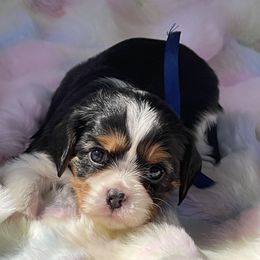 Phoenix - Tri-color Cavalier King Charles Spaniel puppy in Ridgeville, South Carolina from Misty Meadow Cavaliers