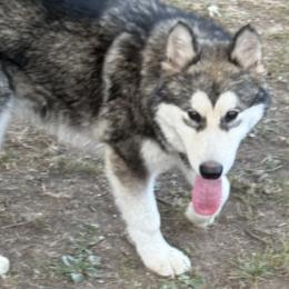 Berry - Gray and white female Alaskan Malamute puppy in Indianapolis, Indiana from Sigma Alaskan Malamutes