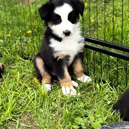 Bucky - Black tri-color male Australian Shepherd puppy in Unionville, Iowa from Soap Creek Kennels