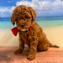 Puff (Red Collar Female) - Red  female Goldendoodle puppy in Santa Clara, Utah from Desert Dawn Doodles
