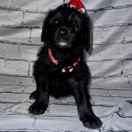 Blitzen - Black female Labradoodle puppy in Monticello, Georgia from Daylin’s Doodles & Labradors