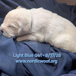 Light Blue Girl - Light golden female Golden Retriever puppy in Peoria, Arizona from Nordic Woof's Golden Retrievers