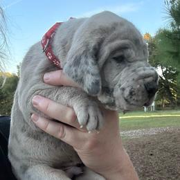 Red collar - Merle male Great Dane puppy in Tyler, Texas from Blessed By Danes