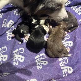 Aussiedoodle puppies from Biggie Ranch