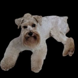 Thor - Miniature Schnauzer