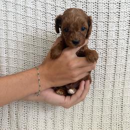Jesse - Red female Cavapoo puppy in Cedar City, Utah from Pearson's Poodles
